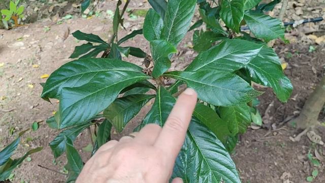 Incrível! Só 1 folha dessa planta vale uma mina de ouro (Você sabia disso?) смотреть онлайн
