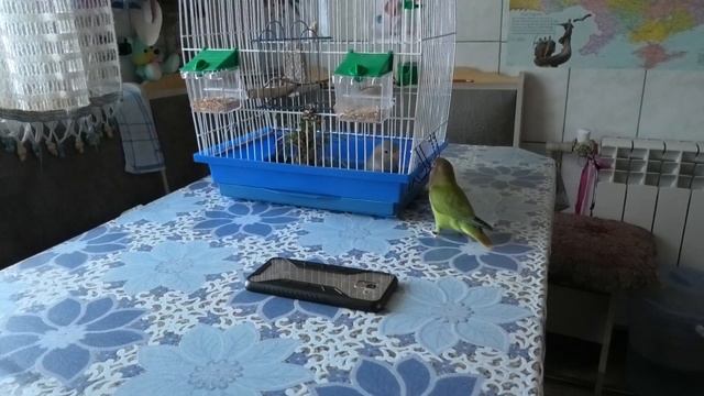 Неразлучники слушают соловья.  Lovebirds Listen To The Nightingale.