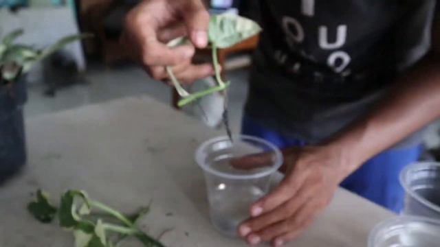 MEMPERBANYAK SIRIH NJOY | PROPAGASI AIR PHOTOS NJOY | SIRIH GADING NJOY смотреть онлайн