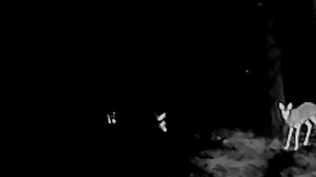 Тепловизионный прицел Arkon Alfa II ST25 смотреть онлайн