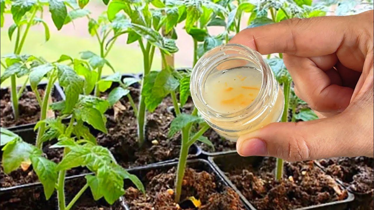 Благодаря этому у меня всегда Низенькая и Толстая Рассада! Рассада крепнет на Глазах с Каждым Днем смотреть онлайн