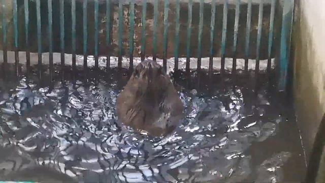 про бобров и охоту на них с пневматикой.