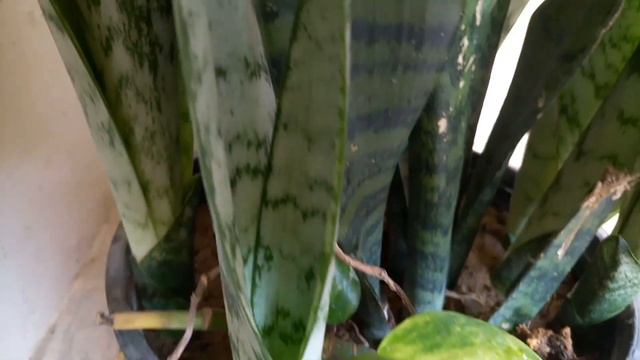 How Plants Show Their Happiness || پودے کیسے اپنی خوشی کا اظہار کرتے ہیں || Haryaalionline смотреть онлайн