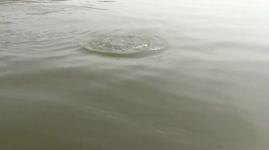 Ловим жереха на Нижней Волге весной и осенью