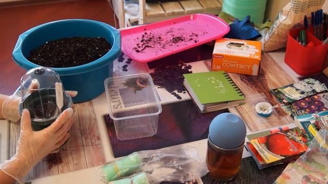 Сажаем ВЕРБЕНУ  Засыпаем землю в УЛИТКИ ЧАСТЬ 1