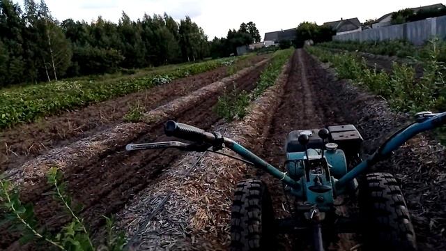 голубика. Что сделать чтобы молодые побеги одеревенели и хорошо перезимовали. смотреть онлайн