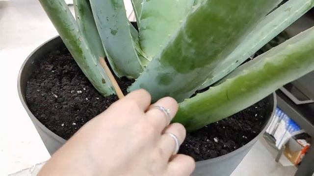 Aloe Vera: Cuidados, mantenimiento, trasplante y uso de sus hojas 🌵 смотреть онлайн
