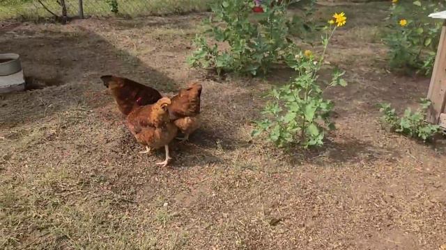 HENS - RHODE ISLAND REDS смотреть онлайн
