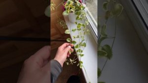 Зимовка барвинка вариегатного в квартирных условиях, показываю отличный результат!