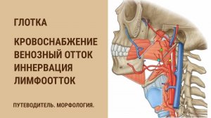 Глотка. Кровоснабжение. Венозный отток. Иннервация. Лимфоотток