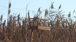 Удачная ловля чижей.щеглов! токующий посметюх в ноябре!