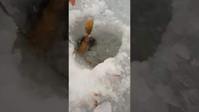 Ловля сазана зимой на Ахтубе 2019.Fishka-club, Селитренное.