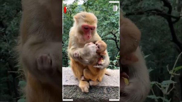 The Best of Monkey Videos - A Funny Eating Monkeys Compilation Ep131