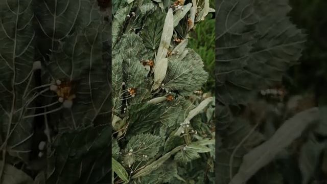 Липовый веник смотреть онлайн