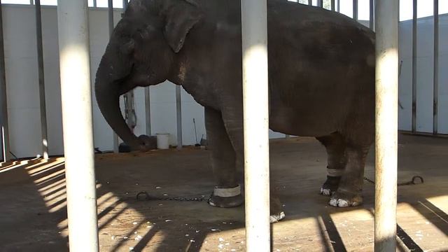 Слоник качает беззвучный рэп)) ..Старый Оскол смотреть онлайн