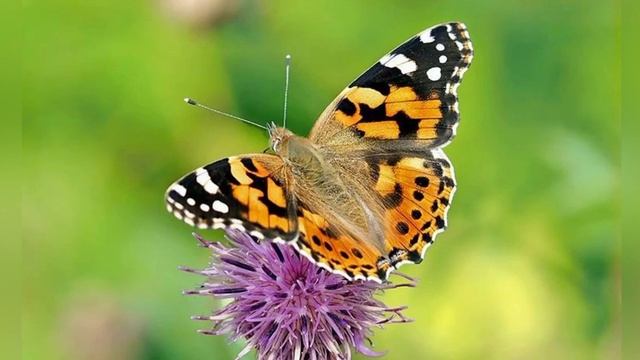 Розвиток мовлення:"Комахи" ( середня група) смотреть онлайн