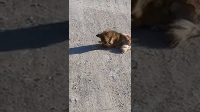 Талас Жер Уй 2017. смотреть онлайн