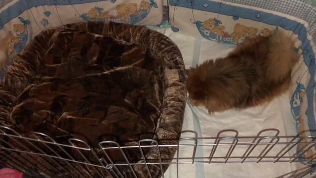 Место для родов и после для шпица, пара посылочек для щеночков