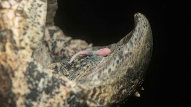 Dieses deutsche Weiher-Monster durchtrennt Achilles-Sehnen!? смотреть онлайн