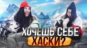 Возьми собаку домой из приюта вместо новогодней елки. Фильм о приюте @husky_help (1)