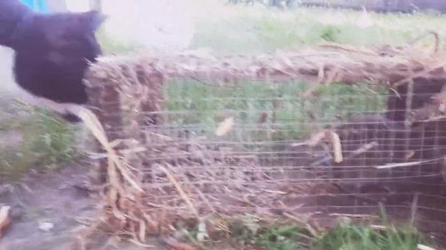 самодельная крысоловка - мой результат смотреть онлайн