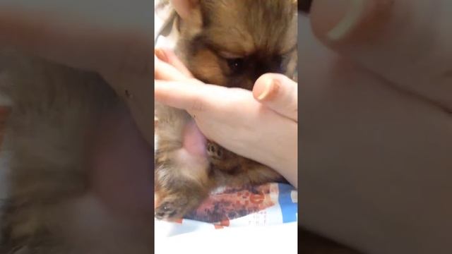 Девочка Пом шпица2 на продажу !1 мес! смотреть онлайн