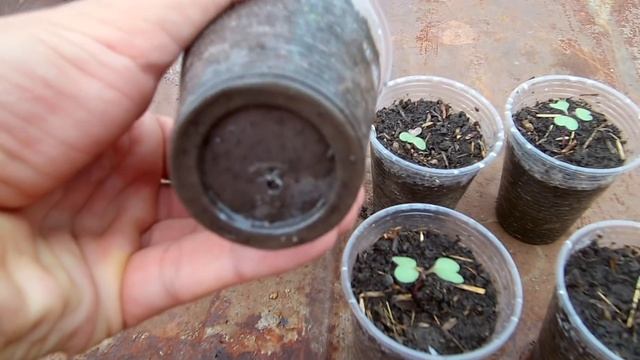 Рассада капусты / Секреты выращивания крепкой здоровой рассады капусты смотреть онлайн