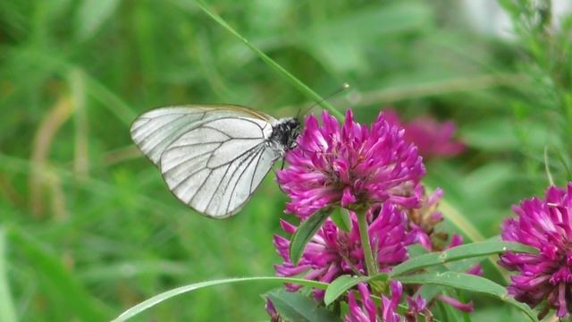 Бабочка. Боярышница ( Aporia crataegi ) смотреть онлайн