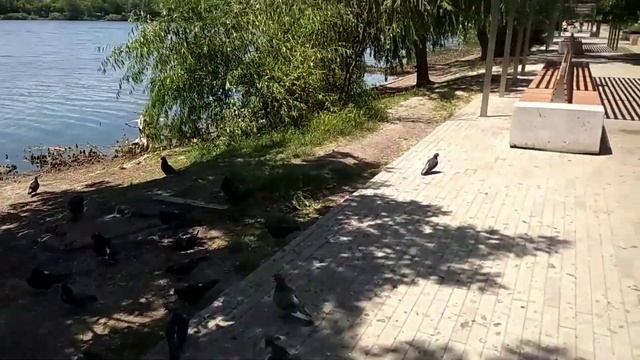 Краснодар - сквер Дмитриевский - 07.06.2022 смотреть онлайн