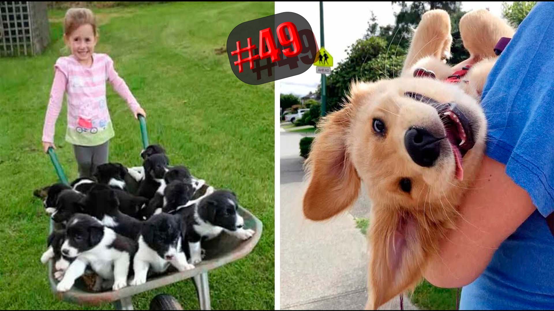 769 секунд Смеха ?? Смешных моментов | Милые котики Приколы с котами ?? Смешные коты #49 смотреть онлайн