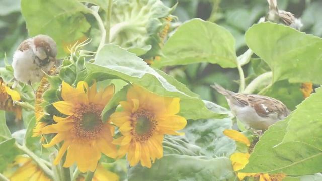 Расслабляющая музыка и пение птиц. ЗВУК ПРИРОДЫ.....RELAXING MUSICE AND BIRDSONG