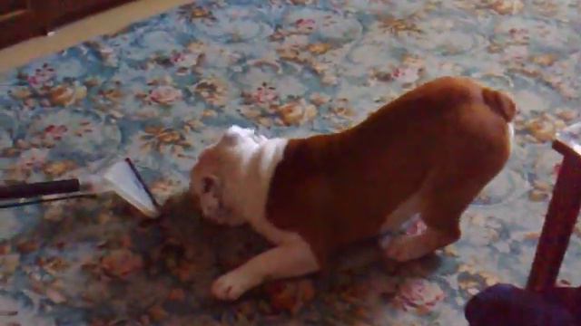 Английский бульдог и пылесос смотреть онлайн