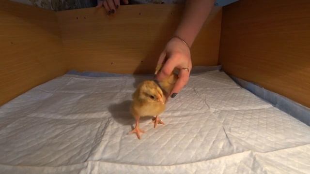 Новый домик для цыплят! смотреть онлайн