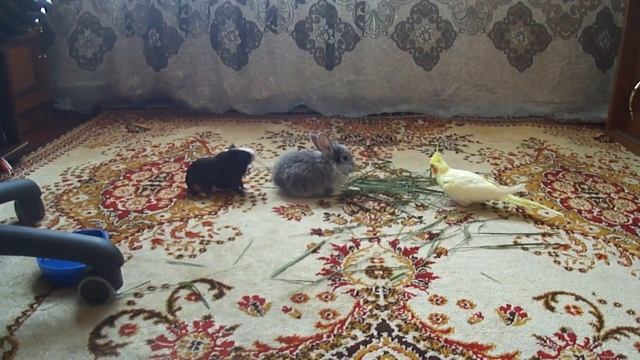 Первое знакомство декоративного кролика с попугаем Корелла смотреть онлайн