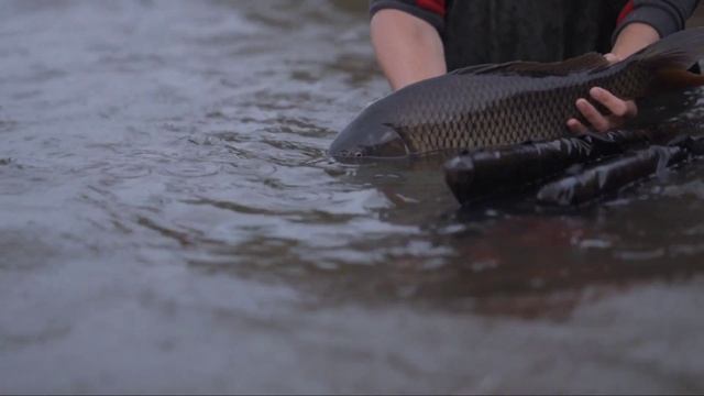 Xəzər Dənizindəki Balıqlar Haqqında Maraqlı Qısa Məlumat | Balıq Növləri