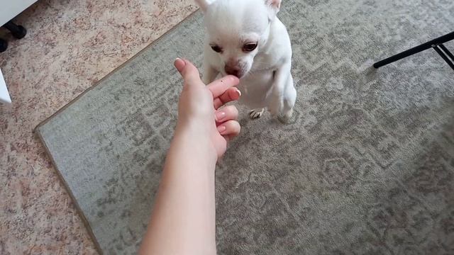 Овладела языком/ Как приготовить говяжий язык/ Мукбанг смотреть онлайн