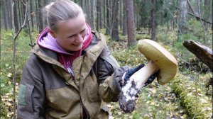 Грибная разведка 08 октября 2022. Всеволожский район