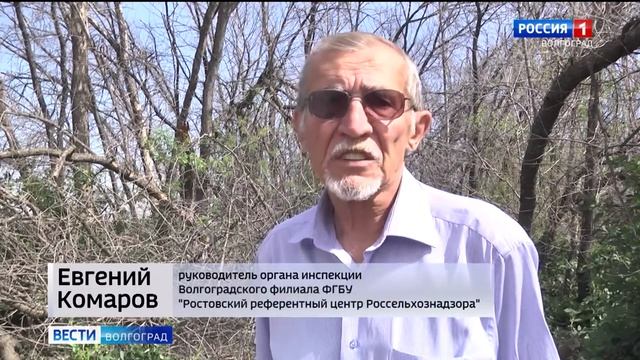 Погибшие от ясеневой златки ясени на острове Сарпинском требуется заменить други.mp4 смотреть онлайн