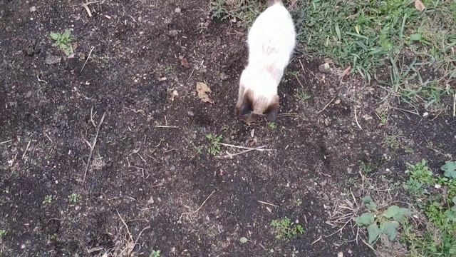 Свирепый бой кота и огромной крысы. Жесть, кровь, смотреть без регистрации и смс.