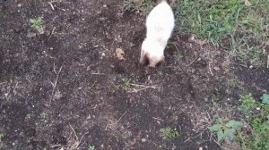 Свирепый бой кота и огромной крысы. Жесть, кровь, смотреть без регистрации и смс.