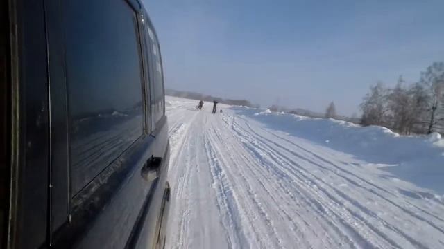 в полях с хаски скиджер и каюр Новосибирск смотреть онлайн