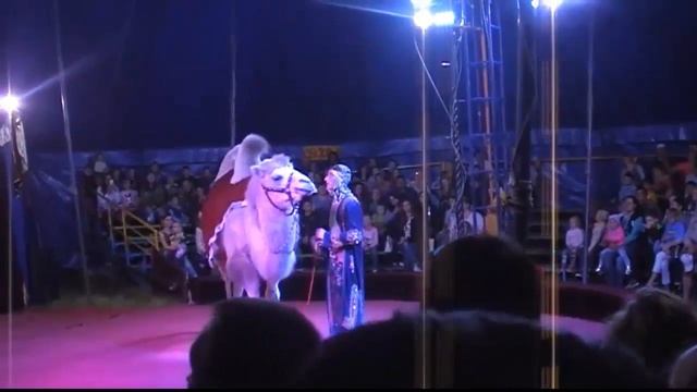 Корабль пустыни в Российском городе |Откуда верблюды в городе смотреть онлайн