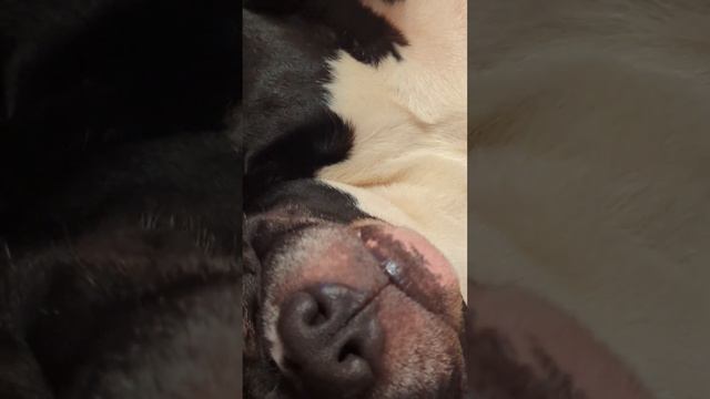 #amstaff #dog #staff #stafford #амстафф #пес #собака #стаффорд #стаффордширскийтерьер #pitbull смотреть онлайн