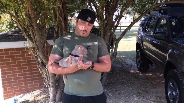HAPPY CUSTOMER WITH JAX HIS NEW AMERICAN BULLY PUPPY смотреть онлайн