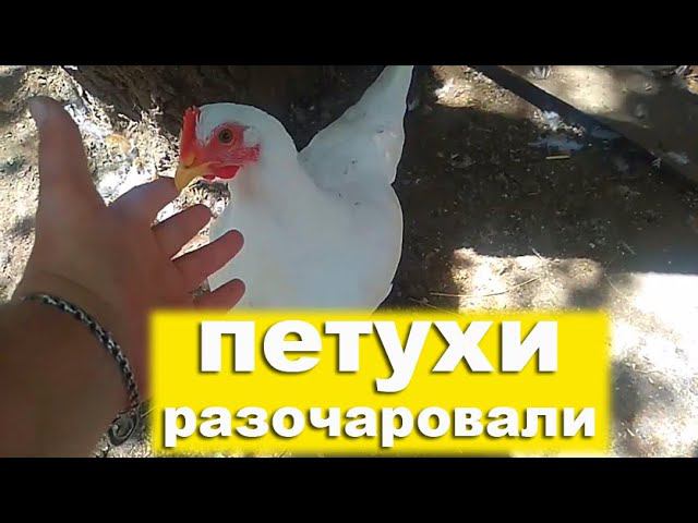 Мясные мини куры В66, описание породы. Плюсы и минусы. Взвешивание мини-мясных. Мини куры купить смотреть онлайн