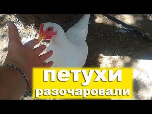 Мясные мини куры В66, описание породы. Плюсы и минусы. Взвешивание мини-мясных. Мини куры купить