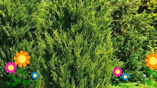 Можжевельник виргинский Канаерти. Краткий обзор, описание juniperus virginiana Canaertii смотреть онлайн