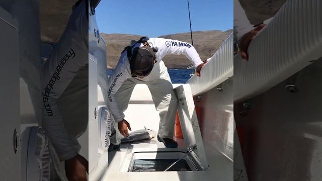 Open the hatch lets see what we got here! billykfishing.com #fishingvideos #fishing #shorts смотреть онлайн