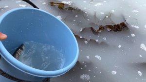 Ловля сельди за 1 час с помощью Ведра!