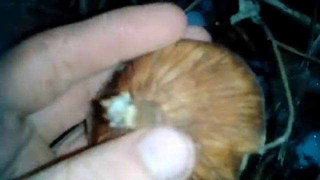 Зимний сбор грибов